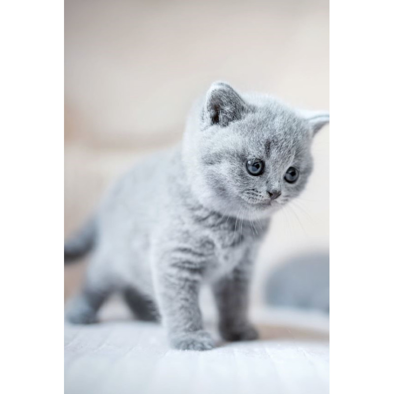 Achat Je nourris mon chat naturellement