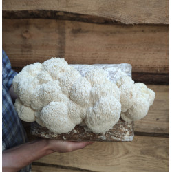 Achat Lion's mane bio - Lot de 3 flacons | Villa Hélène