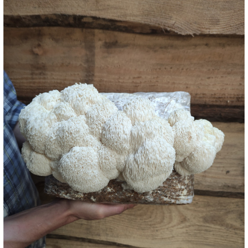 Achat Lion's mane bio - Lot de 3 flacons | Villa Hélène