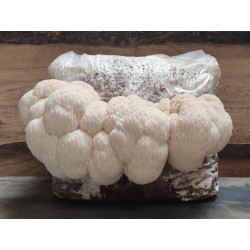 Achat Pack Cognition — Clarté mentale & Oméga-3 (poisson)