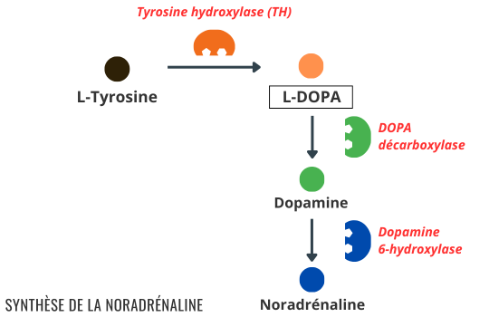 Comment la tyrosine donne naissance à dopamine et noradrénaline