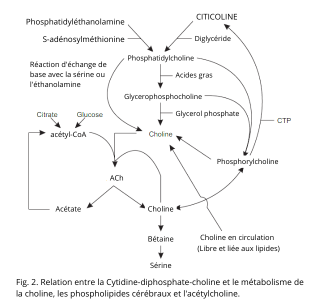 Cytidine-disphosphate-choline.png