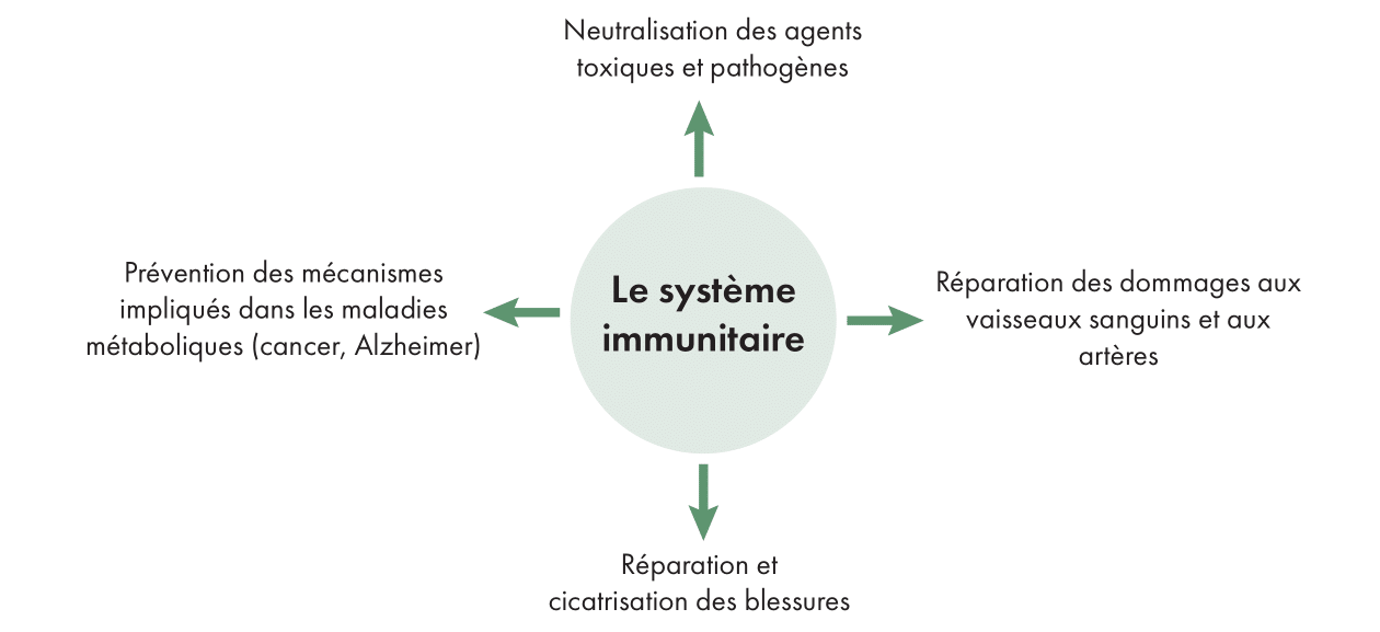 Multiples rôles du système immunitaire