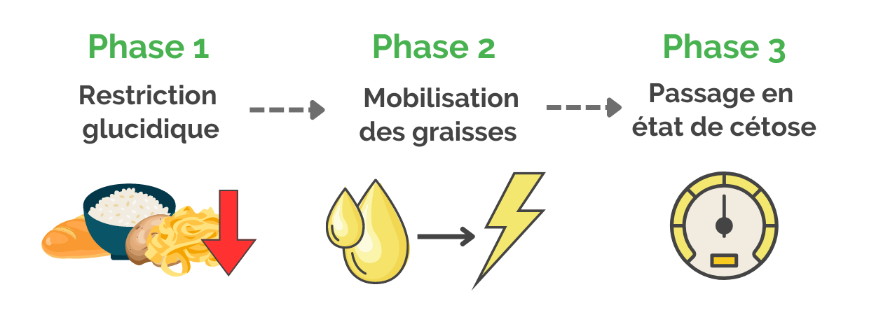 Phases cétogène