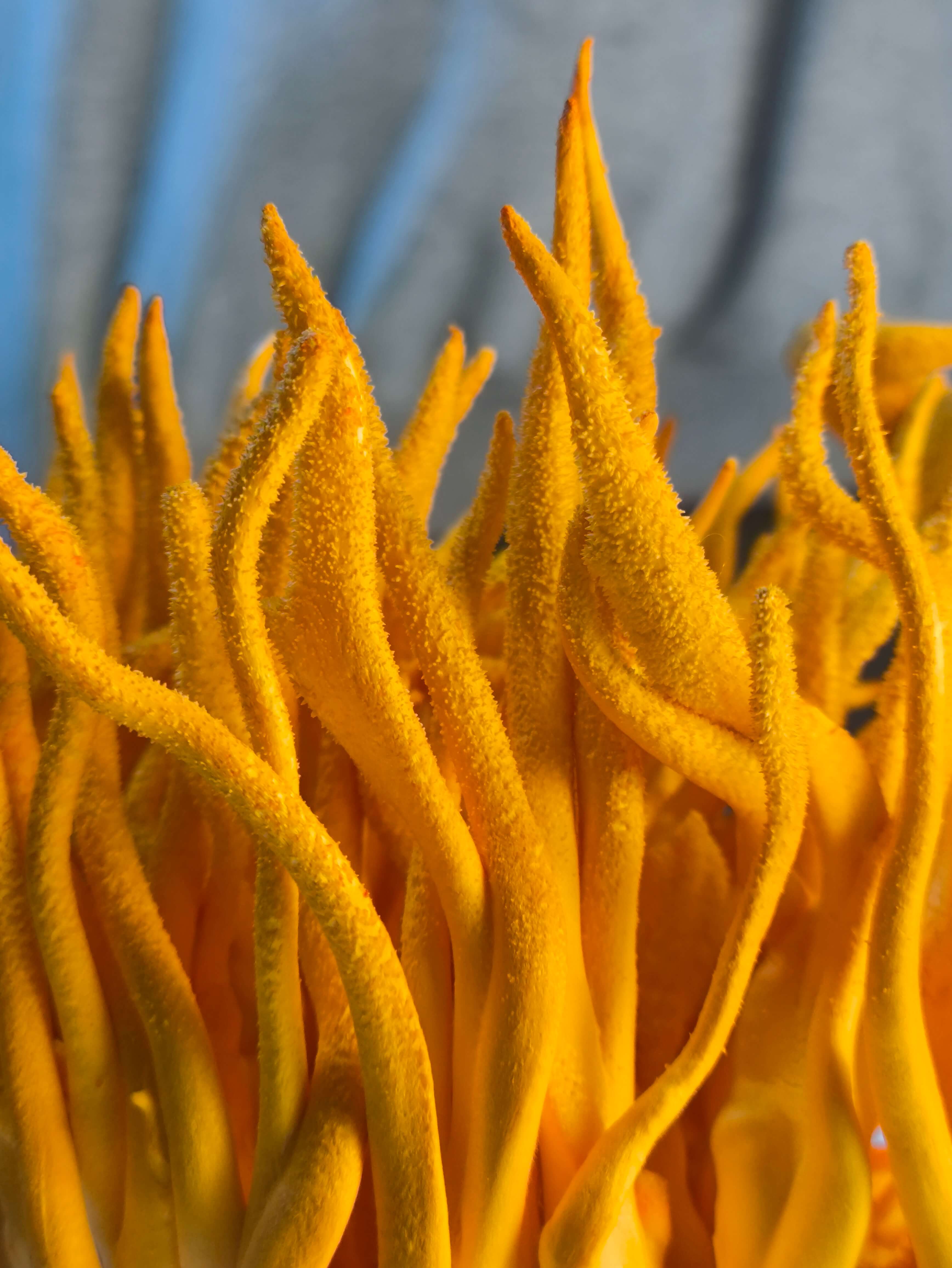 Cordyceps gros plan