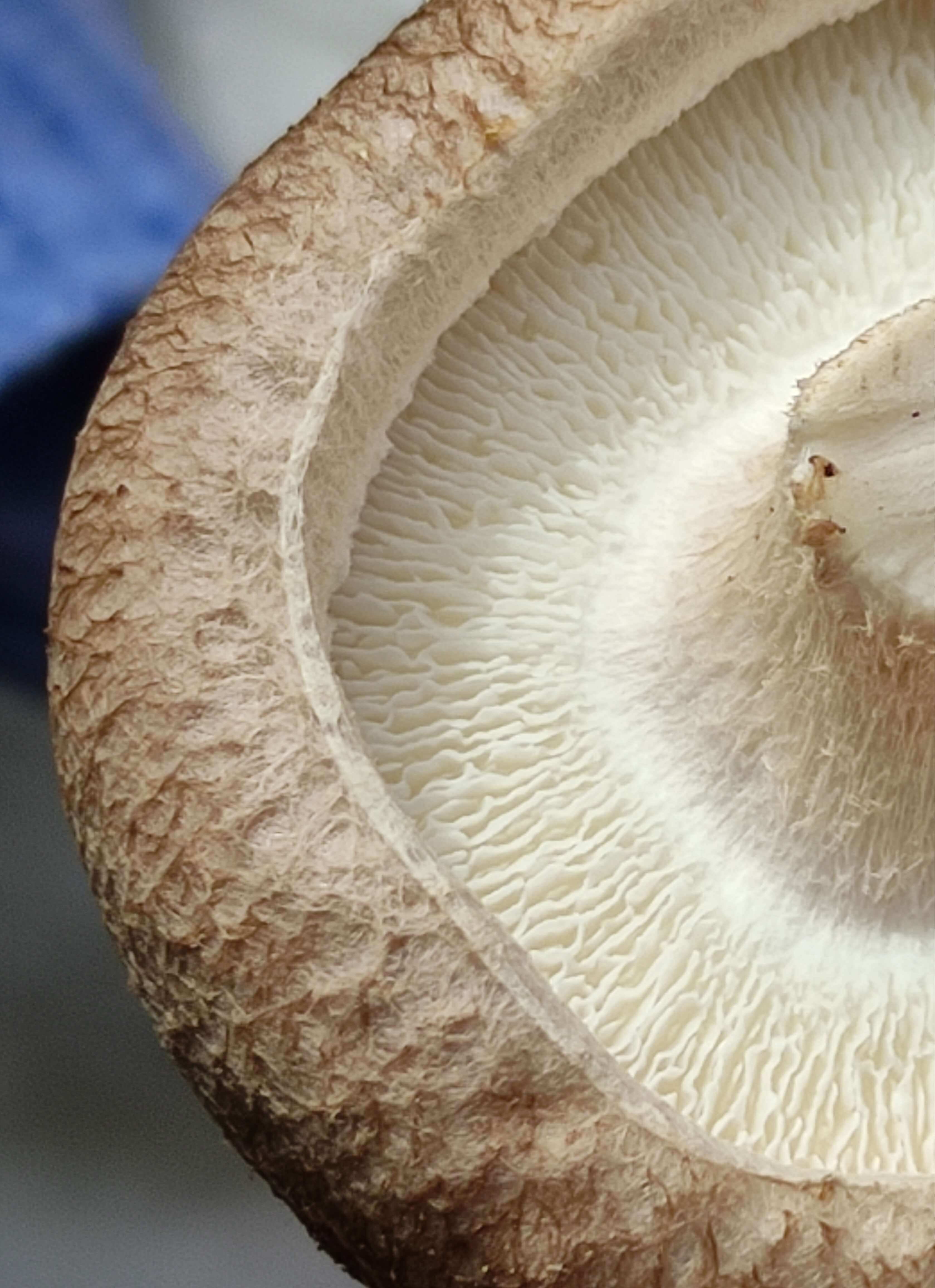 Shiitake gros plan