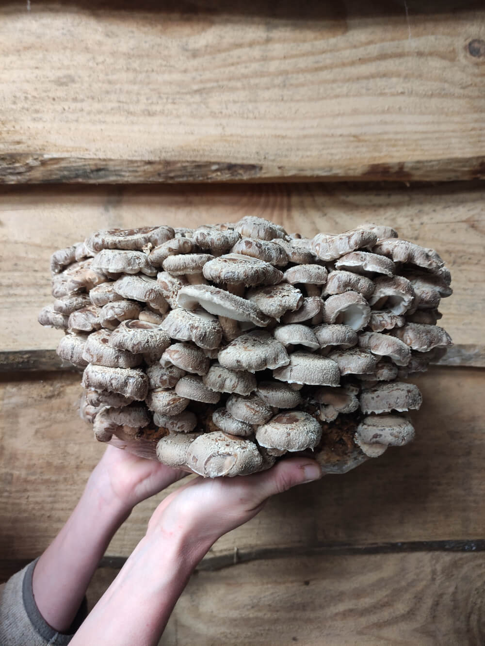 Shiitake