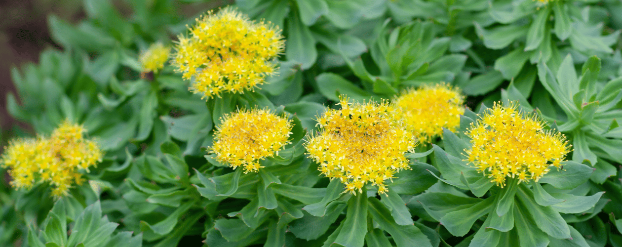 Rhodiola : rôles, bienfaits, dosages et précautions