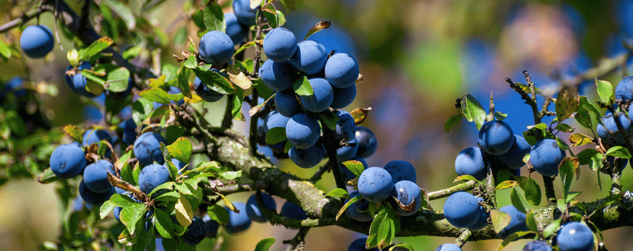 Comment optimiser ses apports en antioxydants au quotidien ?