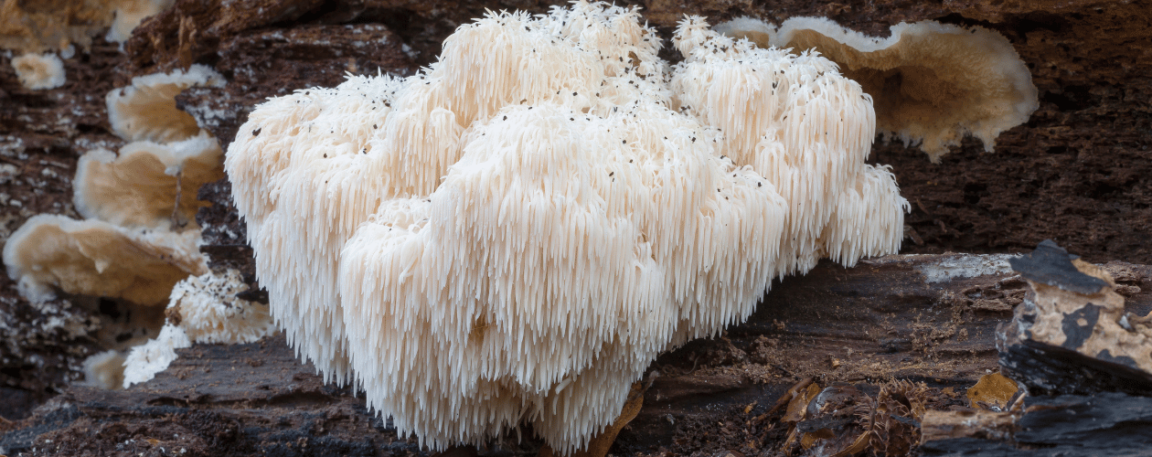 Champignons de la mycothérapie : Guide d'achat, qualité et bienfaits