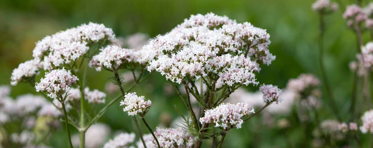 Valériane : bénéfices, usages, précautions...