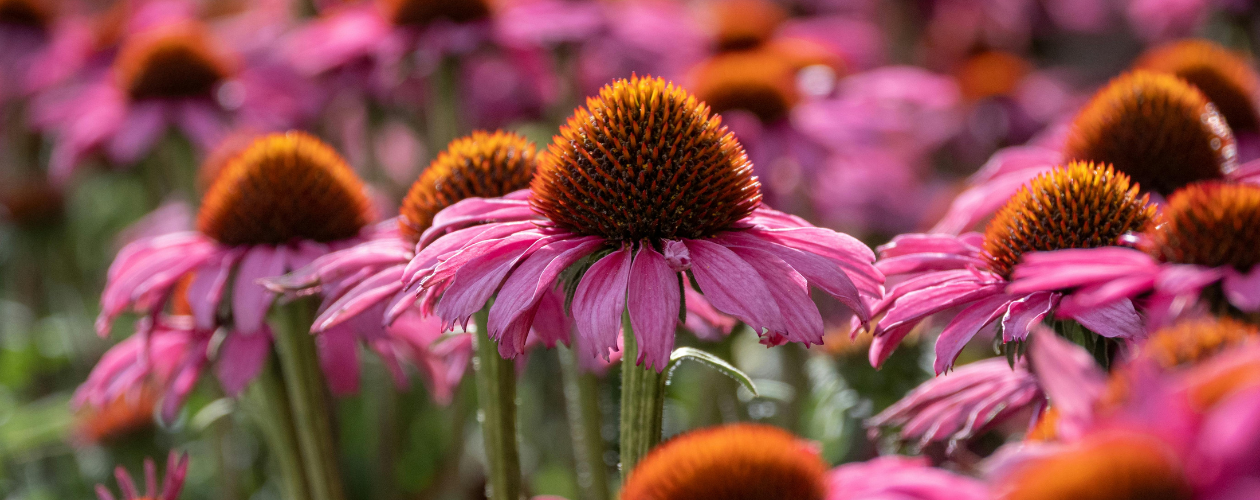 Top 5 des plantes les plus efficaces pour soutenir l’immunité